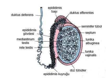 Kıvrımlı yapıya sahip olan duktuli efferentes kanalları birleģerek spermiyumların toplandığı ve depolandığı, en uzun, oldukça kıvrıntılı, katlantılı ve tek bir kanal olan duktus epididimisi