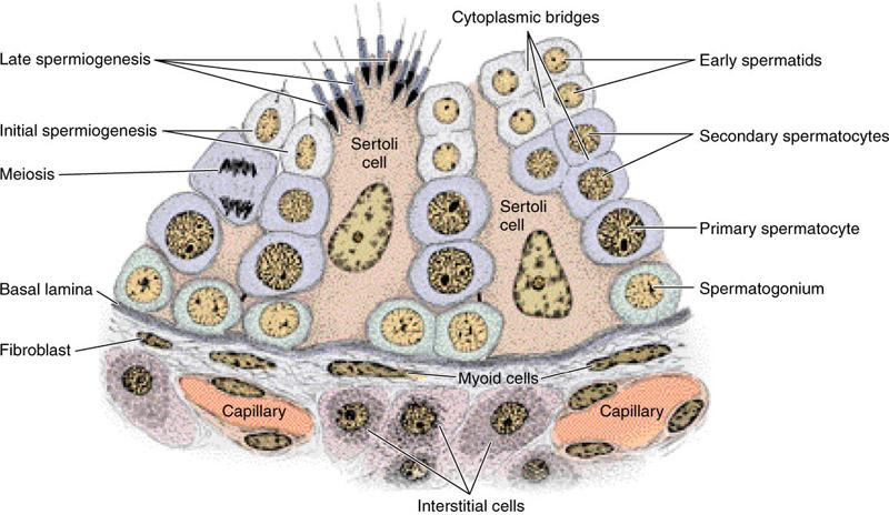 spermatidleri en alttaki spermatogonyumlar ve primer spermatositlerden ayırır ve sekonder spermatositler ile spermatidleri dolaģım sistemindeki antijenlerden, otoimmun bağıģıklık reaksiyonlarından ve