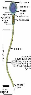 Boyun bölgesi baģ ile kuyruk arasındaki bağlantıyı sağlayan dar bir parçadır ve sperm kuyruğunun merkezi parçası olan aksonemi oluģturan proksimal sentriol ile distal sentriol olmak üzere bir çift