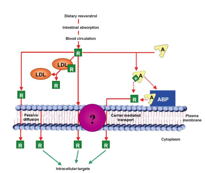 oluģturur, albumin membran reseptörlerince tutulur, daha sonrada bu reseptörler tarafından serbest resveratrol hücre membranına doğru salıverilir (64).