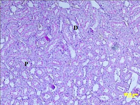 ġekil 28: Kontrol grubu böbrek dokusunda, normal