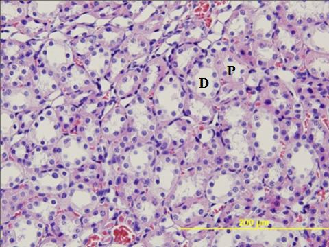 sahip glomerüller (G), proksimal