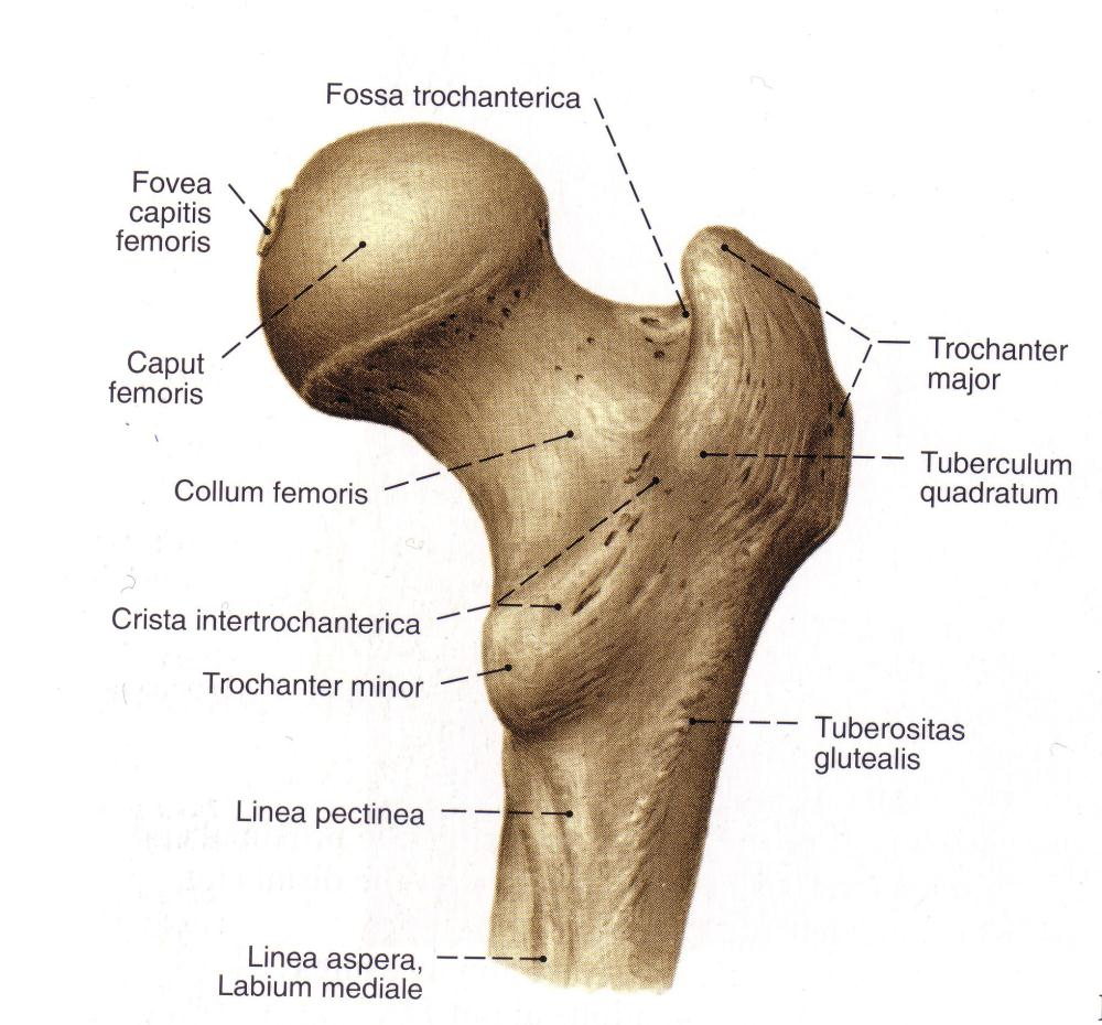 EKLEM YÜZEYLERİ Proximal Femur: Femur başı,boynu ve trokanter minörün 5 cm.