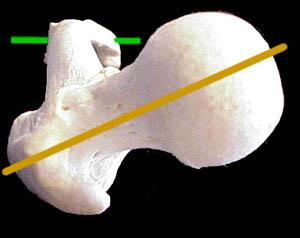 Baş-boyun ile femur cismi arasında 125-130 derecelik bir açı vardır Femur