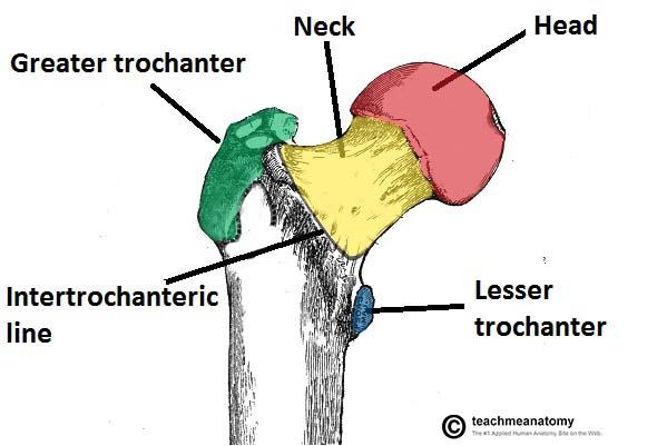 EKLEM YÜZEYLERİ Proximal Femur: Femur başı bir kürenin 2/3 ü kadar Tepesinde fossa capitis olup ligamentum ters yapışır.