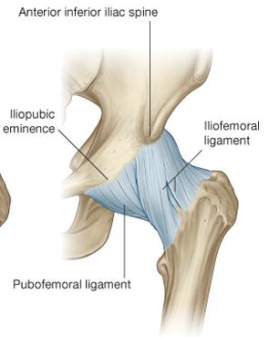 EKLEM LİGAMANLARI İliofemoral Ligaman: Bigelow un Y ligamenti olarak da bilinir. Ligamentlerin en kalını ve en güçlüsüdür.