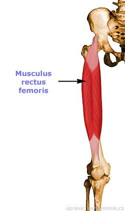 Femoral sinir tarafından innerve olur. M.