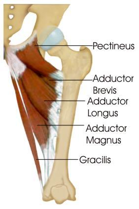 KALÇA ADDUKTÖRLERİ M. Adduktor magnus: En güçlü adduktör O: pubik kol, tuber ischiadicum i: linea asperanın medial dudağı, gluteal tuberosit, adduktor tubercul S: N. Obturatorius + N. Tibialis M.