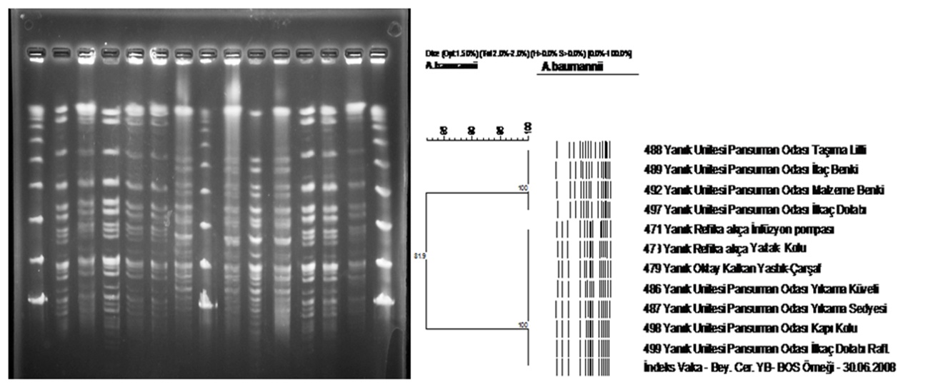 Karbepenem direncini kodlayan genlerinin belirlenmesi ve polimorfik özelliklerinin belirlenmesi amacıyla yapılan amplifikasyon işlemleri sonunda test suşlarının gen polimorfizmine göre 2 küme
