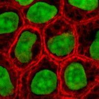 Sitoplazma (kırmızı) ve DNA (yeşil) Mikroskopla bakıldığında hücrenin yapısı, keratin Hücre zarı ile çekirdek zarı arasında kalan hücre bölümünü kaplayan, homojen nitelikte, kolloidal ve devamlı