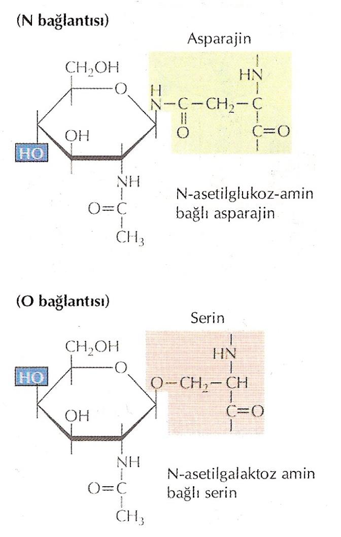 Glikoproteinler karbohidrat yan gruplarının takılma bölgesine bağlı olarak N-bağlı veya O-bağlı olarak sınıflandırılırlar.