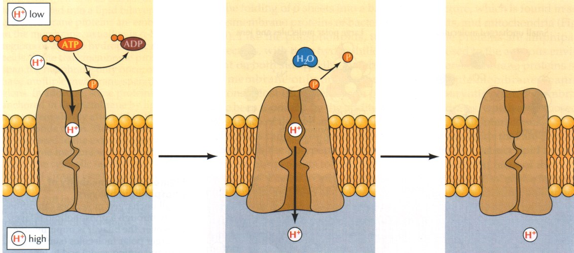 Membranlardan Transport Membranların ana iskeletini oluşturan lipid tabakalarından geçemeyen moleküller, membran yapısında yer alan kanal proteinleri