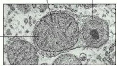 Lizozomların tofajik Fonksyonu Lizozomlar hücre içerisinde patolojik ve bazı fizyolojik koşullarda, bozulmuş, işlevini tamamlamış ya da yaşlanmış organellerin ortadan kaldırılmasında