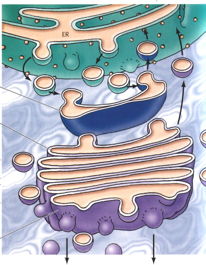 Er-golgi.mov Golgi Kompleksi: Protein Modifikasyonları ve Membran Sentezi Endoplazmik retikulum E.