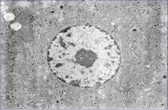 MEMBRANLAR Karaciğer Hücresi Kesiti Golgi