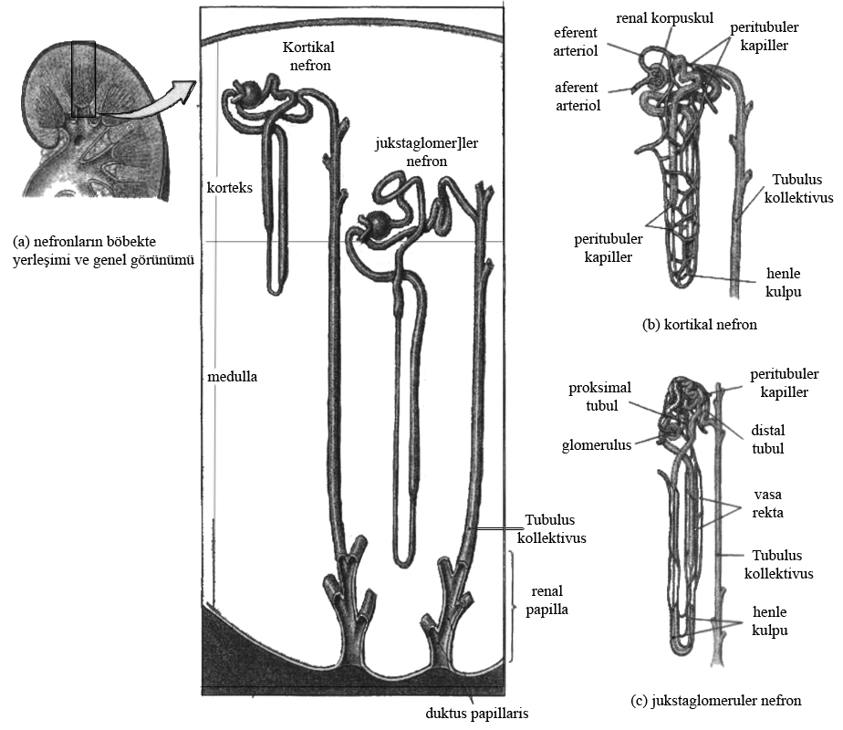 Şekil 1. Nefron ve toplayıcı borucuklar (Martini ve ark 2005. s:725). 1.2.1. Korpuskulum renis (malpigi cisimciği): Nefronun başlangıç kısmı olan malpigi cisimciği kortekste bulunur.