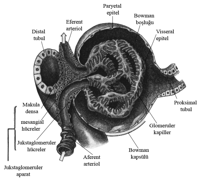 (Juxtaglomerular Apparatus) denir (Banks 1986, Paker 1990, Tanyolaç 1999, Martini ve ark 2005).