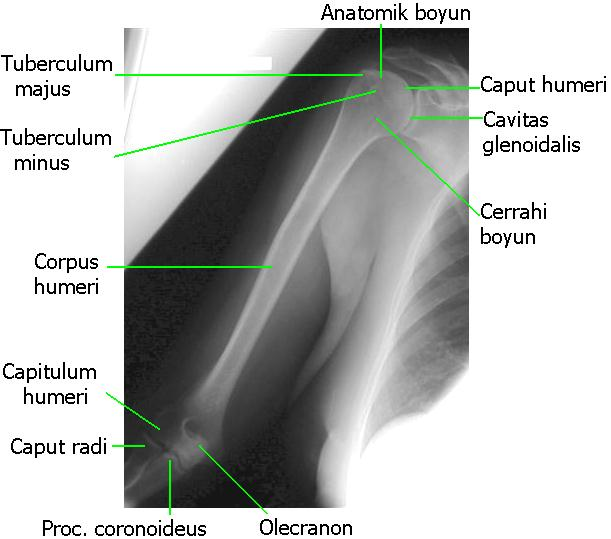 Humerus Radyografilerinde Anatomik Yapı Humerus