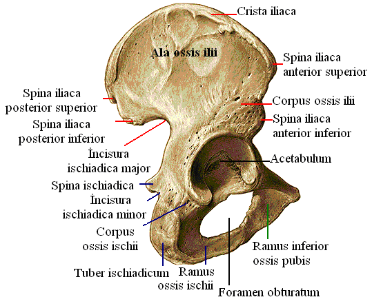 Os Pubis-Pubis (Çatı Kemiği) Kalça kemiğinin ön alt bölümünü oluģturur. Foramen obturatumu ön alt ve üstten sınırlar. Bir gövdesi ( corpus ossis pubis) ve iki kolu ( ramus ossis pubis) vardır.