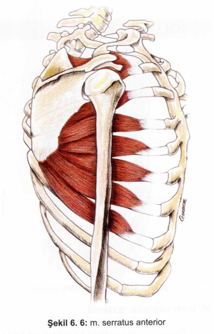 Kaslar Yüzeyel göğüs kasları M. serrator anterior Origo: ilk 8 kostanın ön yüzü.