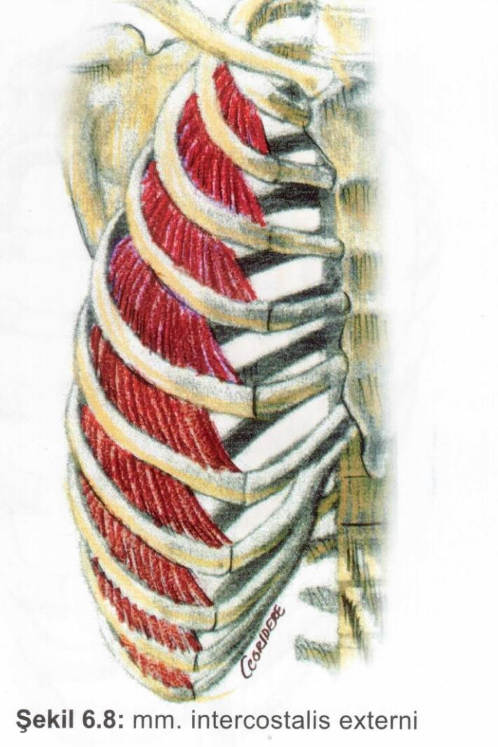 Kaslar Solunum kasları M. intercostalis externi Origo: bir üstteki kostanın alt kenarı.