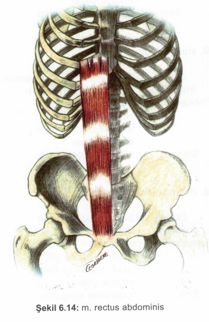 Kaslar Karın ön, yan duvarı kasları M. rectus abdiminus Origo: 5.-7. kostalar. Insertio: symphisis pubis, linea alba.