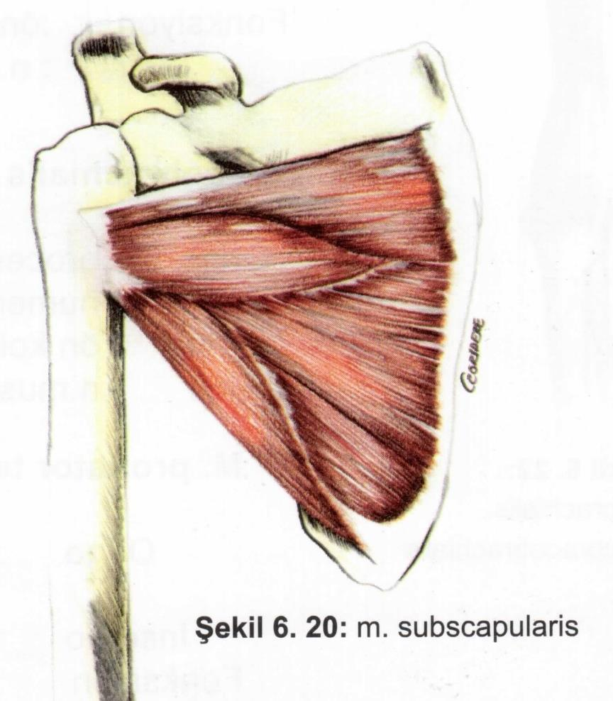 Kaslar Omuz kasları M. subscapularis Origo: fossa subscapularis.