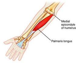 Kaslar Kol kasları M. palmaris longus Origo: epicondylus medialis.