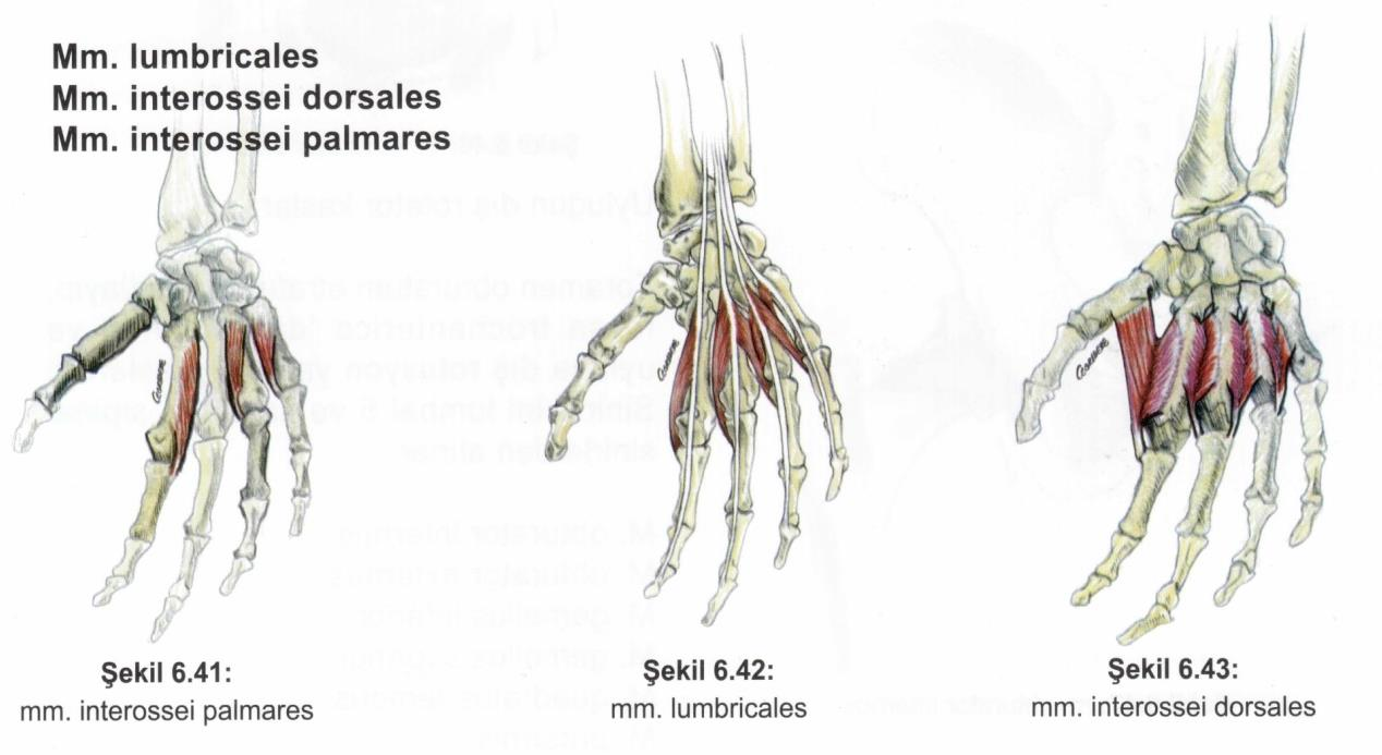 Kaslar El kasları Tenar kaslar M. lumbricales M.