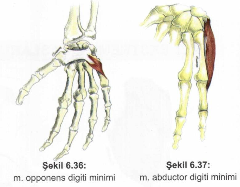 Kaslar El kasları Hipotenar