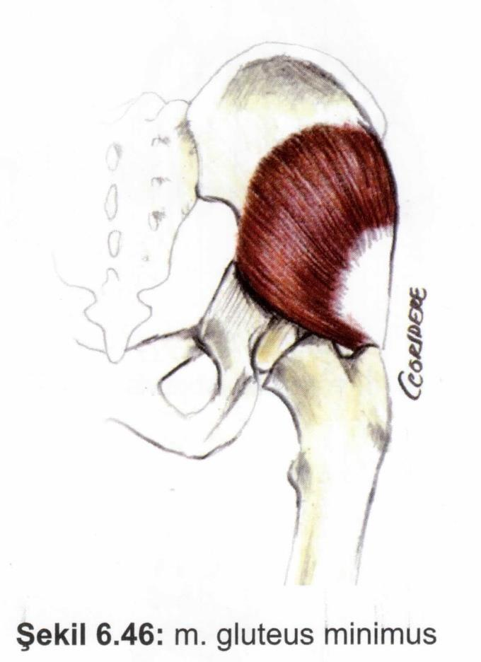 Kaslar Alt ekstremite kasları Gluteal bölge M. gluteus minimus Origo: ilium.