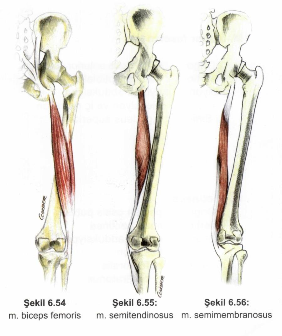 Kaslar Alt ekstremite kasları Uyluğun arka grup kasları M.