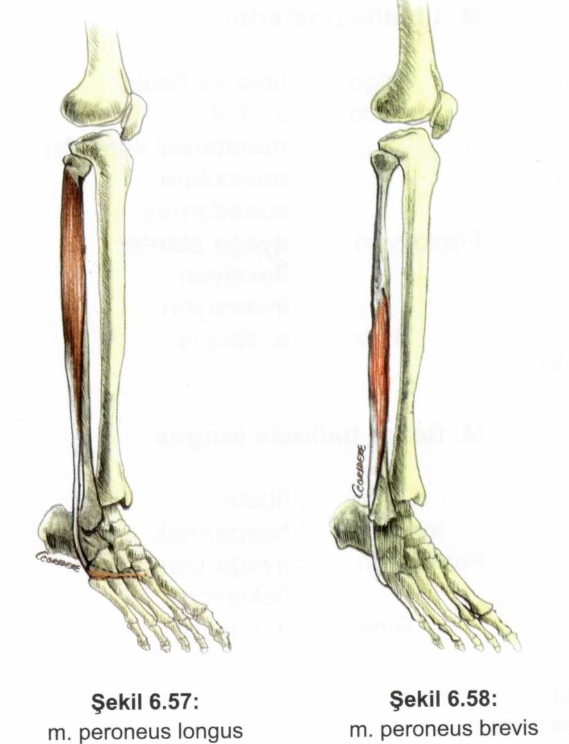 Kaslar Alt ekstremite kasları Bacağın ön grup kasları M. peroneus longus Origo: fibula. Insertio: 1. metatarsal kemik. Fonksiyon: ayağa plantar fleksiyon, eversiyon. Sinir: n.