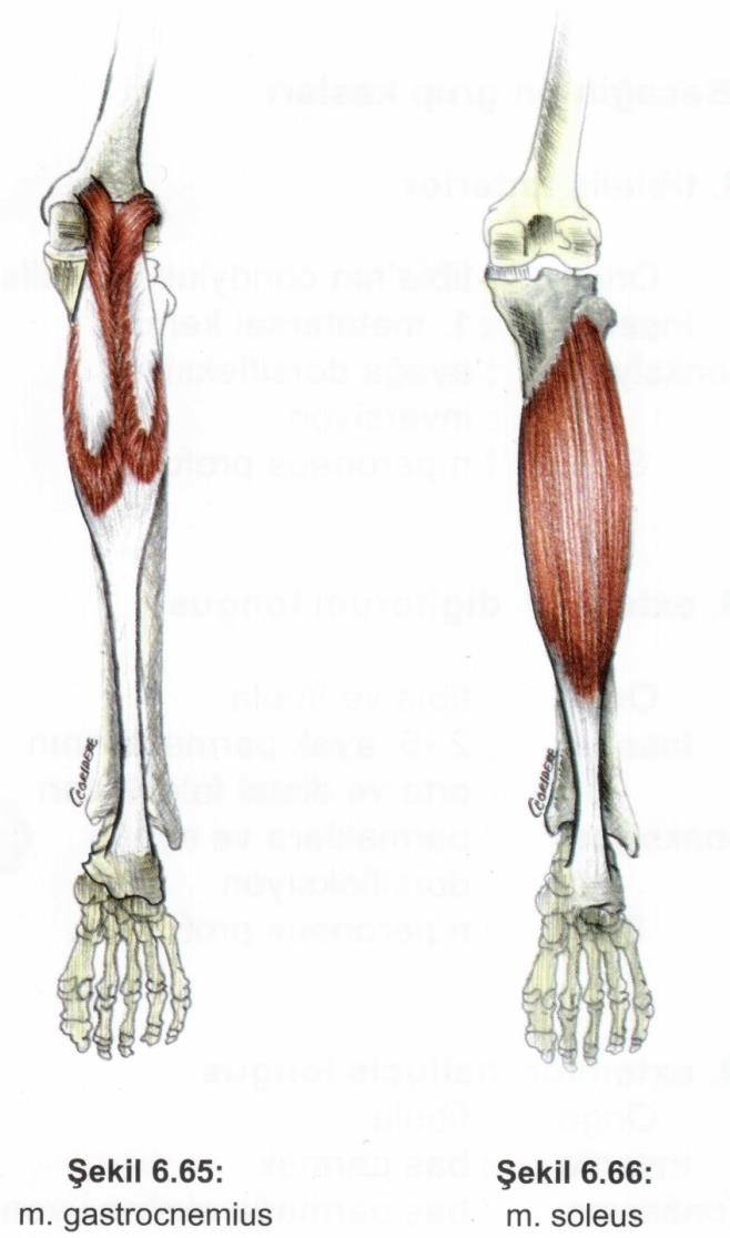 Kaslar Alt ekstremite kasları Bacağın arka grup kasları M. gastrocnemius Origo: tibia condylus lateralis, medialis. Insertio: tuber calcanei.