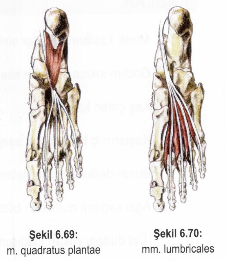 Kaslar Alt ekstremite kasları Ayak kasları Plantar yüz 2.