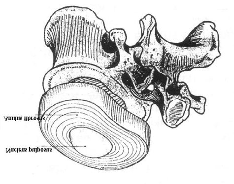 aralarında bulundukları omur cisimlerinin eklem yüzünün şekline uyarlar. Diskin en kalın olduğu yer lumbal bölgedir. Bunu daha sonra torakal ve servikal bölgeler takip eder.