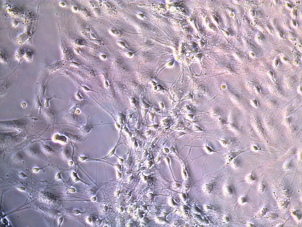 Gelucire 44/14 nanopartikül süspansiyonları (Tablo 3.4) 50 µl olacak şekilde kuyucuklara ilave edilmiştir (n=7).