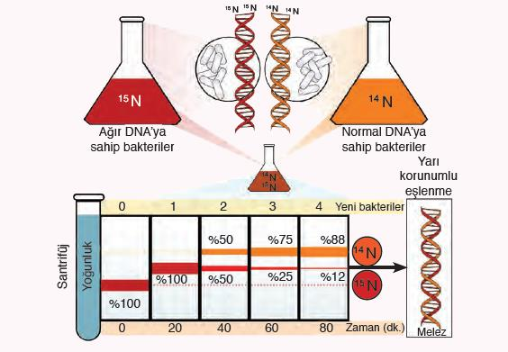 DNA nın santrifüj edilerek çökelme durumlarının incelenmesi SORU: Ağır Nitratlı (N 15 ) besi ortamında üretilen bakteriler, normal Nitratlı (N 14 ) besi ortamına aktarılarak iki defa bölününceye