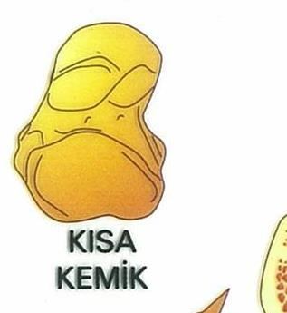 2.KISA KEMİKLER: Ayak bileği ve el bileğinde bulunan kemiklerdir.