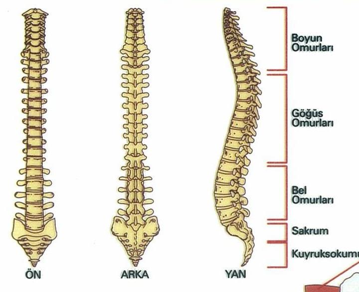 Omurga boyun, sırt, bel, sağrı ve kuyruk sokumu olmak üzere beş kısımdan oluşur. Boyun bölgesi; yedi omurdan oluşur. Birincisine atlas, ikincisine eksen adı verilir. Atlas kafatası kemiğine bağlıdır.