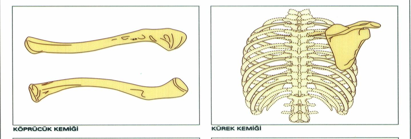 Bu kemikler birbiriyle ve sağrı omurları ile birleşerek leğen şeklinde bir yapı oluşturur.