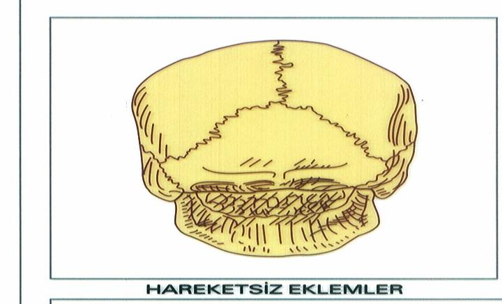 EKLEM YAPISI VE ÇEŞİTLERİ İki ya da daha çok kemiğin bağlantı noktasına eklem denir. Eklemler bağlantının hareket derecesine göre üç gruba ayrılır.