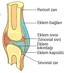 Bu kapsülün iç yüzeyi sinovial zar denilen ince bir zarla örtülmüştür. Bu zarın salgıladığı eklem sıvısı, eklem uçlarının kayganlığını sağlar.