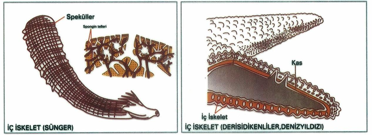 İç iskeletin başlıca özellikleri şunlardır: 1. Üzerinde çeşitli vücut örtüleri bulunur. 2. Embriyonun mezoderm tabakasından oluşur. 3.