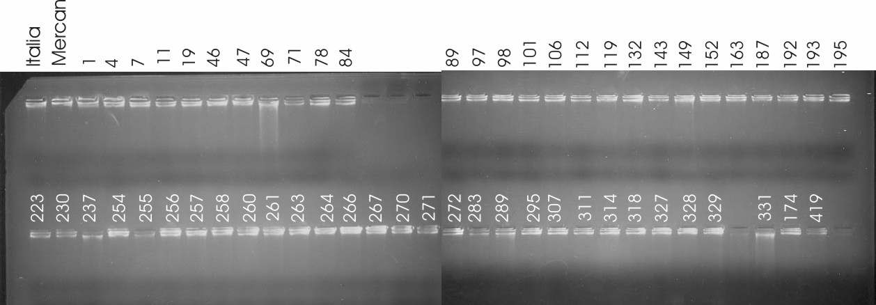 129 Şekil 4.1. Agaroz jel (%1.5) de Italia x Mercan populasyonunda elde edilen DNA ların görüntüleri. PCR Uygulamaları Araştırmada 20 adet SSR ve 24 adet AFLP primeri kullanılmıştır.