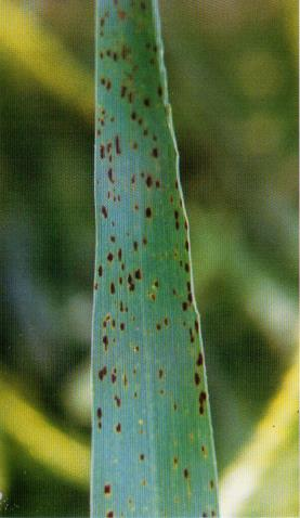 Abiyotik (Fizyolojik) Yaprak Lekeleri (PLS: Physiological leaf spots): Yaprak yüzeyinin azalmasından ve bitki yaşlanmasının hızlanmasından dolayı, verim kayıpları % 45 e kadar çıkabilmektedir.