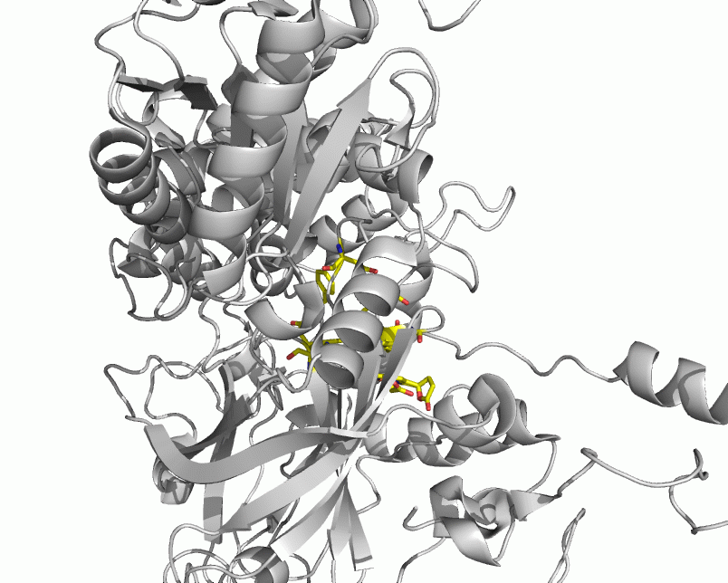 Scytalidium thermophilum Katalaz-Fenol Oksidazının Fonksiyonel ve Yapısal Analizi Yonca Yüzügüllü, Zümrüt B.