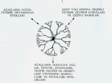 Şekil 3. 51. Ağaç Fonksi yon Şe ması ( Aslanboğa, 1986).