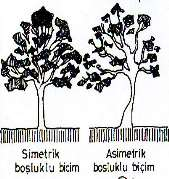 Şekil 3. 55. Yol ağaçlandır ması nda kullanılan ağaçları n for ml arı ( Asl anboğa, 1986). 23. Güneyde de mi r ağacı ( Casuari na equi setifoli um) ve servil er (c. sempervirens var.