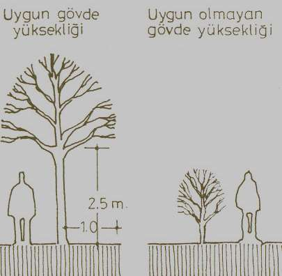 ve taşıt trafi ği ni n engellen me mesi içi n yol ağaçları taçları nı n altında en az 2, 5 m yüksekli ği nde Net boş mekan ı n bul unması gerekli dir.